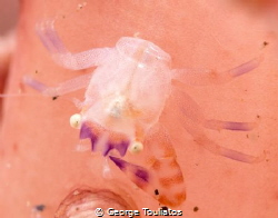 Missing a claw!!! by George Touliatos 